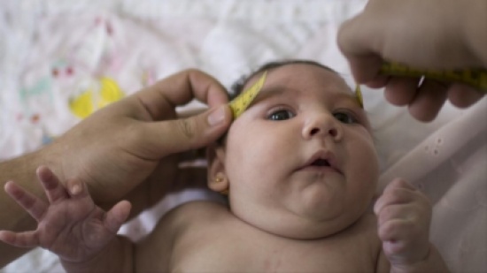 الصحة للأردنيين : احذروا بعوضة زيكا الصحة للأردنيين : احذروا بعوضة زيكا
