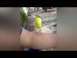 شاهد.. طائر يقلد صوت السلاح