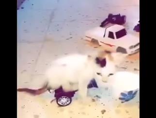 بالفيديو.. شاب ينجح في تمكين قطة مشلولة من السير بطريقة بسيطة