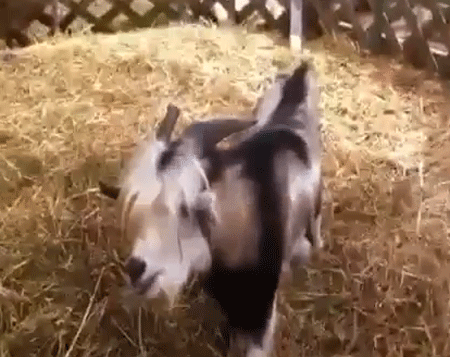 ماعز يقلد صوت الدجاج