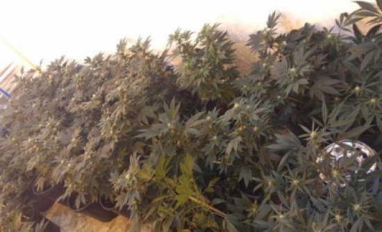 بالصور ..ضبط مزرعة" مارجوانا " داخل شقة مستأجرة في عمّان الغربية