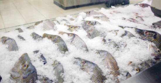 إتلاف 1800 كغم اسماك منتهية الصلاحية بإربد