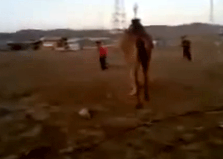 جمل يطرح طفلا بعد مضايقته