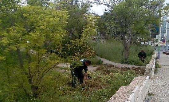 الأمانة تواصل خطتها لتجميل المدينة وزيادة المساحات الخضراء