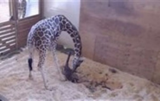 بالفيديو: 3 ملايين مشاهدة لمقطع مصور لزرافة تضع مولوداً بحديقة حيوان