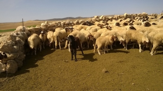 ضبط 120 رأس غنم مسروقة في المفرق ضبط 120 رأس غنم مسروقة في المفرق