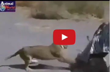 أسدان يهاجمان رجلين تنكرا في صورة حمار وحشي!