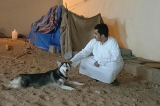 ذئب الهاسكي الطريد يفاجئ شابًّا في استراحته