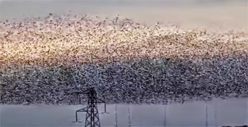 بالفيديو: عرض مذهل لطيور الزرزور