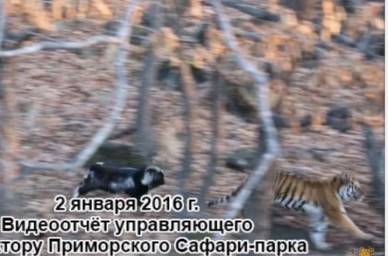 شاهد.. نمر وتيس يلعبان الكرة