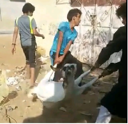 بالفيديو.. يعذبان "ماعز" بطريقة وحشية!! بالفيديو.. يعذبان "ماعز" بطريقة وحشية!!
