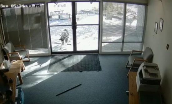 بالفيديو: ماعز يكسر زجاج مكتب ويهرب