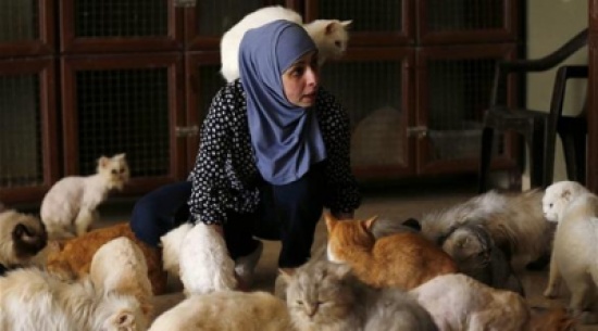 بالصور: أردنية تأوي 224 قطة ضالة في منزلها بالصور: أردنية تأوي 224 قطة ضالة في منزلها