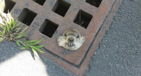 الشرطة الأمريكية "تهرع" لإنقاذ فأر عالق