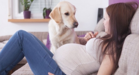 للمرأة الحامل.. نصائح عن الكلاب! للمرأة الحامل.. نصائح عن الكلاب!