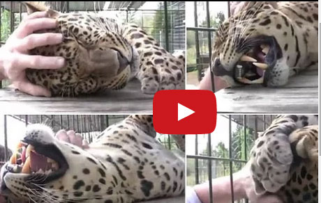 "جلسة مساج" تحول فهداً إلى قط وديع