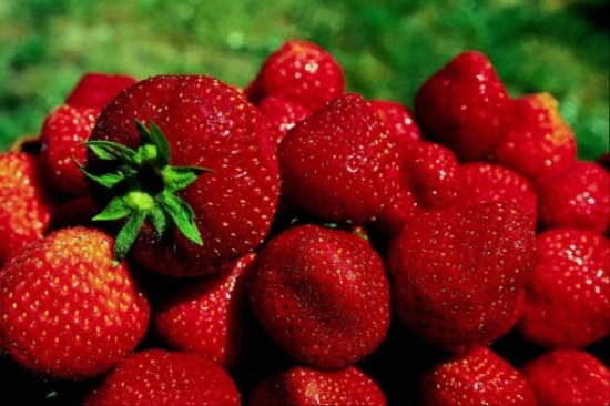 ازياد مساحات الاراضي المزروعة بالفراولة