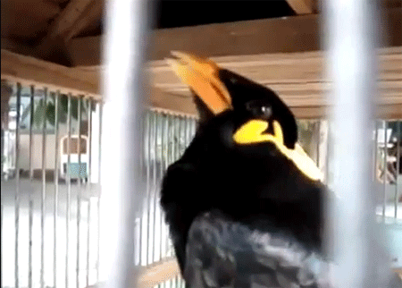 طائر يقلد نغمات الجوال