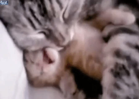 الأمومة والحيوانات