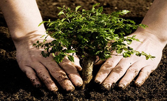 زراعة 500 شجرة حرجية في شارع البتراء تجاه العلوم والتكنولوجيا