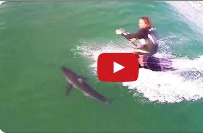 شباب يركبون الماء على بعد خطوات من القرش