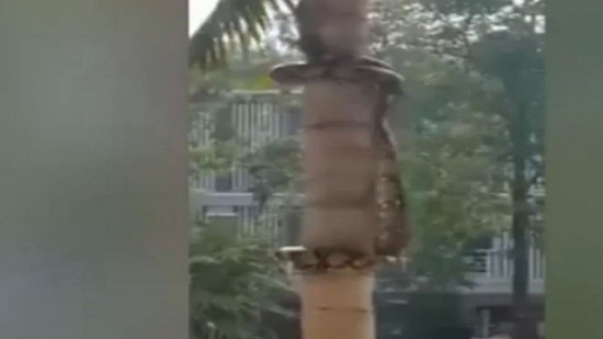 ثعبان يبتكر طريقة غريبة لتسلق الأشجار (فيديو)