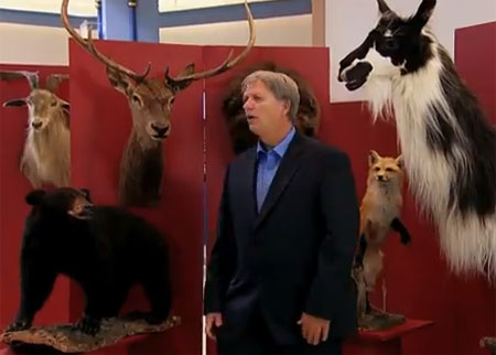 متجر الحيوانات المحنطة