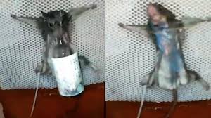 إجبار فأر على شرب الخمر قبل حرقه لسرقة قطعة خبز (فيديو)