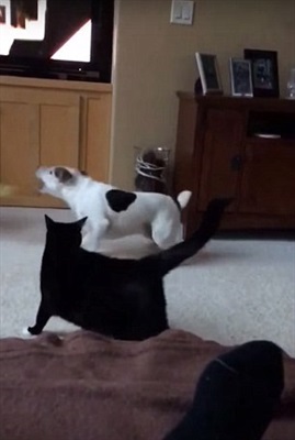 شاهد..  قطة تفض شجارا بين كلبين