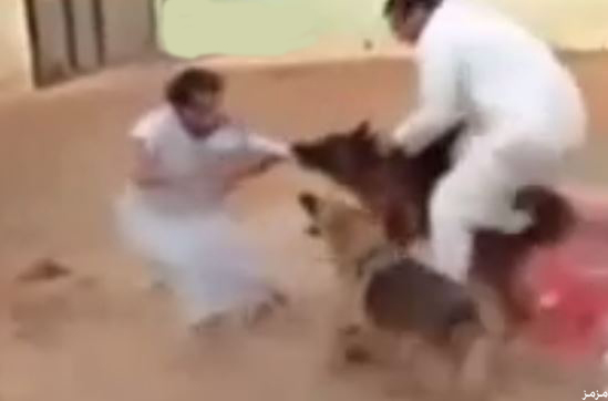 مزاح بالكلاب بين شابين كاد يتحول إلى مأساة