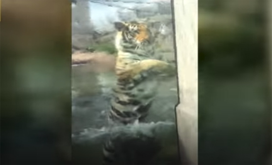 بالفيديو : نمر يحاول مهاجمة أحد زوار حديقة حيوان