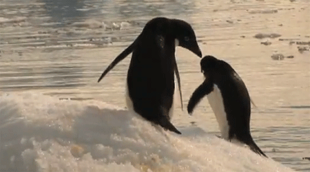 الفراخ الجائعة