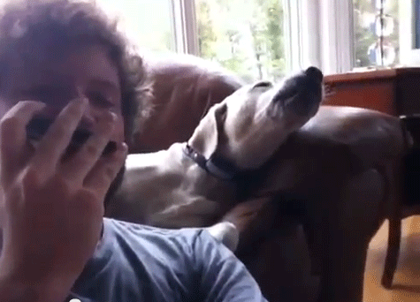 غناء الكلب مع صديقه