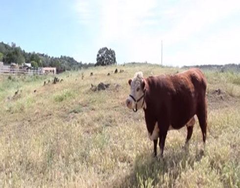 بالفيديو: بقرة تعتقد نفسها كلبة