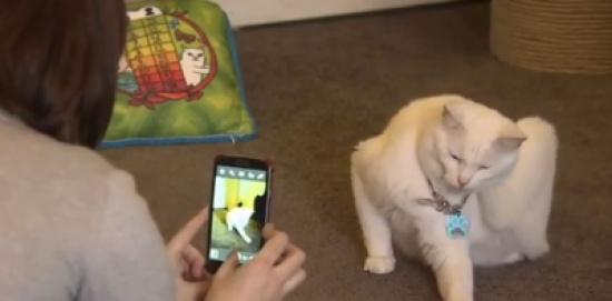 أول مقهى لإعادة تأهيل القطط بموسكو (فيديو)