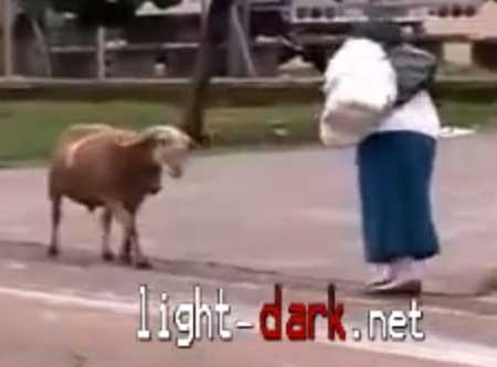 شاهد ماذا فعل الكبش فى هذه السيدة