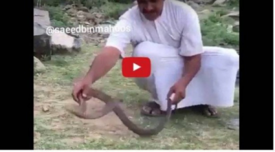 بالفيديو..مواجهة عنيفة بين مواطن و"كوبرا ضخمة" بالفيديو..مواجهة عنيفة بين مواطن و"كوبرا ضخمة"