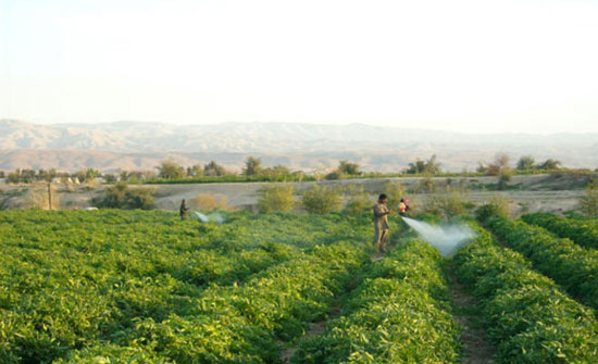 تشغيل 45 إمراة بدير علا