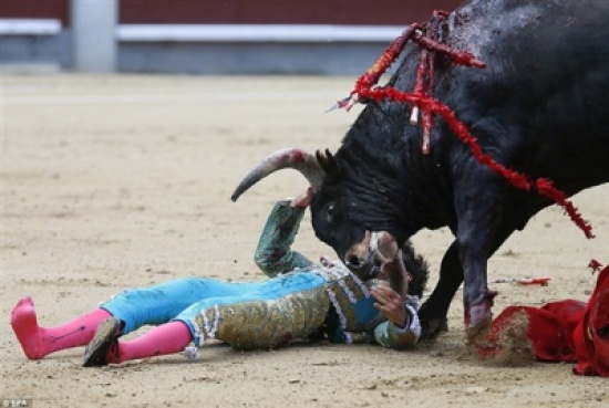 مصارعة تقطع اذني ثور