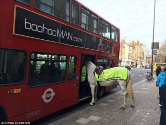 صور طريفة: حصان فضولي يدس أنفه في حافلة لندن