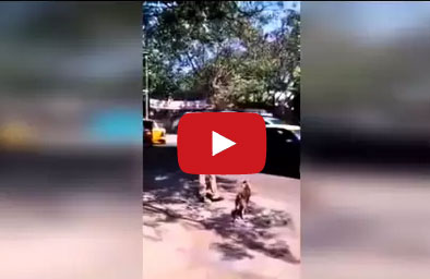 بالفيديو : شرطي هندي يساعد كلب على عبور الطريق