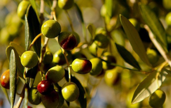 توقع انتاج 600 طن زيت زيتون في الكورة