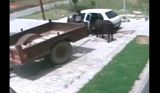 فيديو/ حرامي يسرق بقرة ويخفيها في سيارة صالون صغيرة