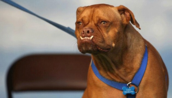 سعاة لوس أنجلوس الأكثر عرضة لعض الكلاب