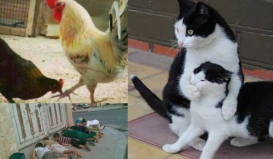 شاهد| 17 صورة تتحدى كشرتك وتجبرك على الابتسامة فوراً!