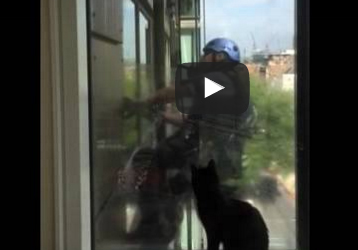 بالفيديو.. صداقة غريبة بين القط «جينيس» وعمال مسح النوافذ