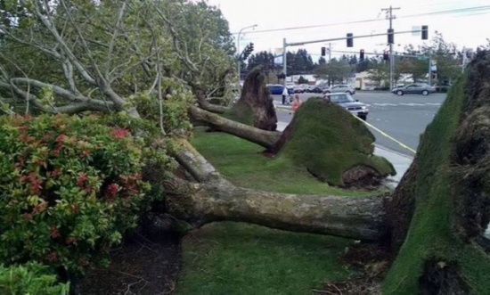 اميركا :عاصفة قوية تقطع الكهرباء عن سياتل