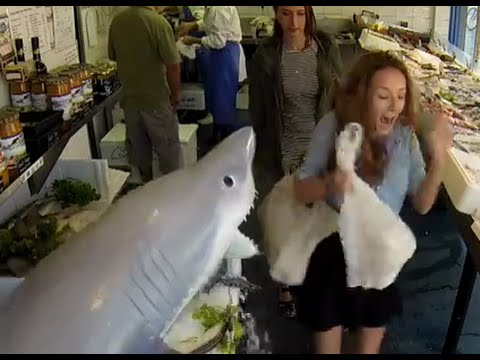 بالفيديو.. قرش يحاول افتراس الزبائن في محل اسماك بالفيديو.. قرش يحاول افتراس الزبائن في محل اسماك