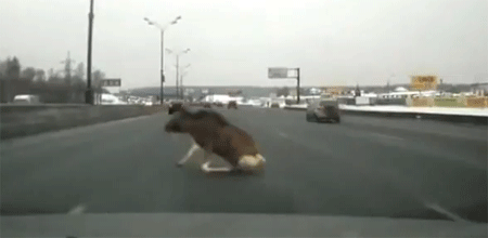 غزال على الطريق في موسكو