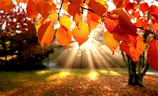 طقس خريفي لطيف نهاراً وبارد نسبياً ليلاً حتى نهاية الأسبوع